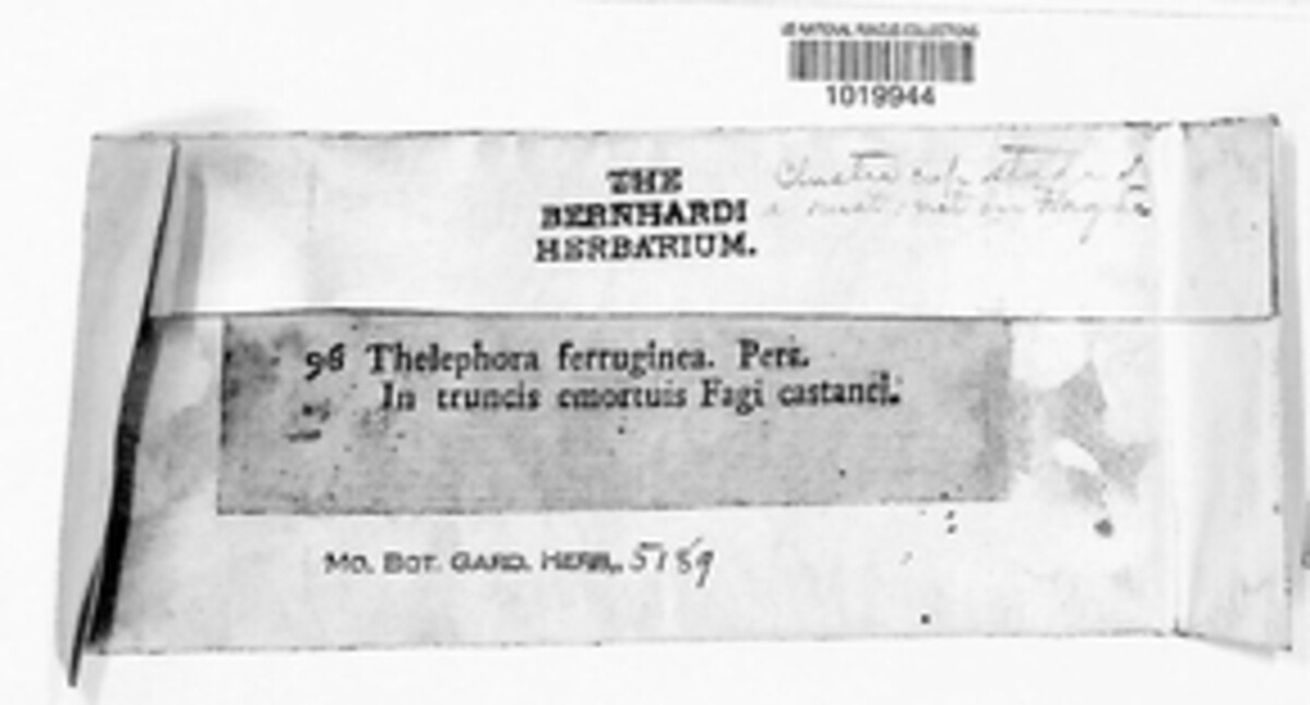 Tomentella ferruginea image